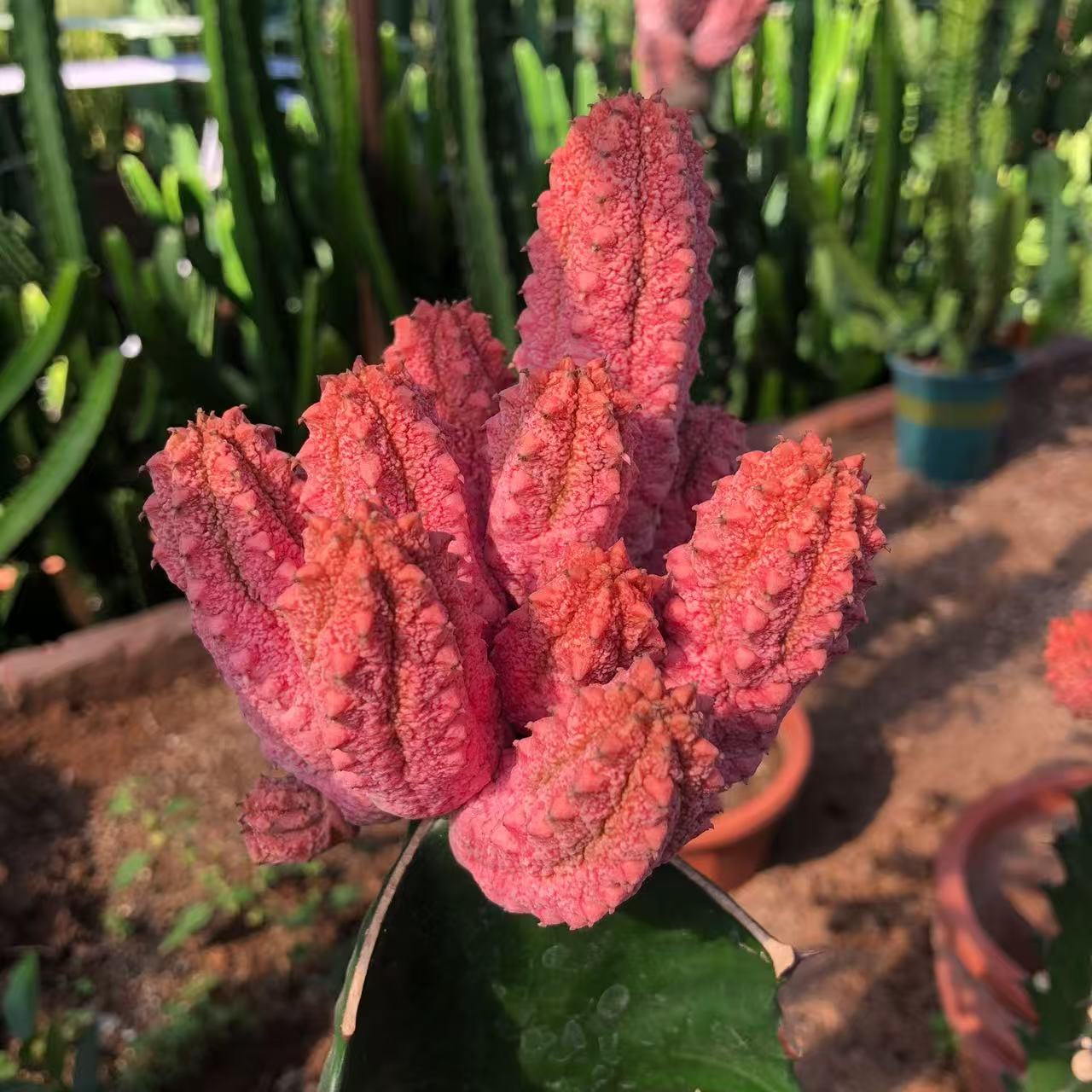 Euphorbia abdelkuri RAD