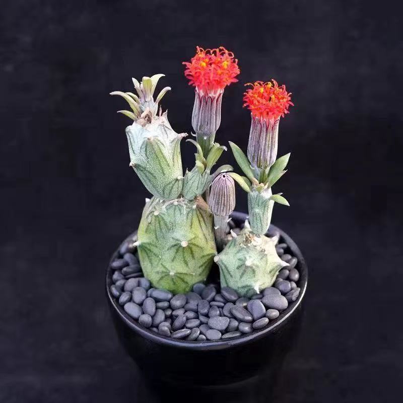 Kleinia mweroensis (Baker) C. Jeffrey - Image 2