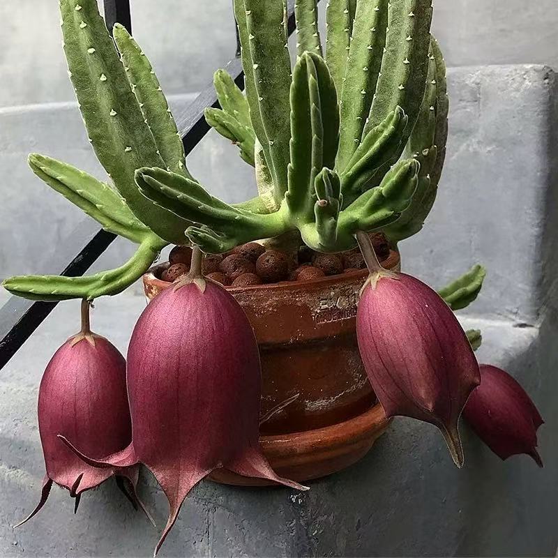 Petopentia natalensis