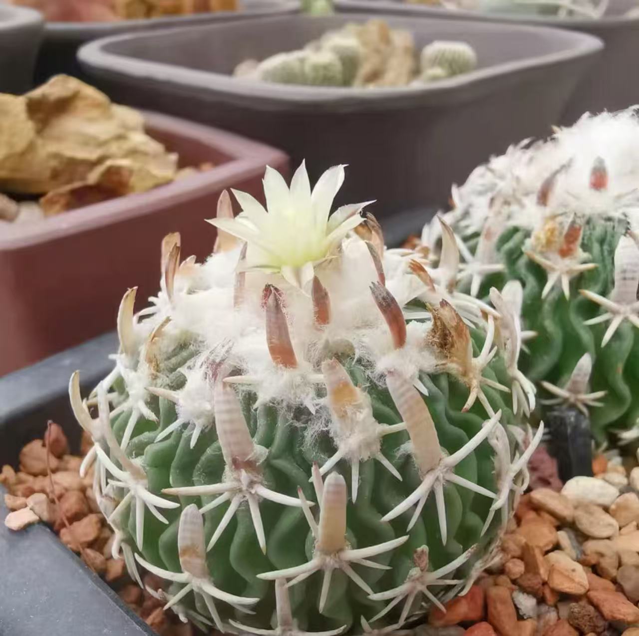 Stenocactus phyllacanthus - Image 3