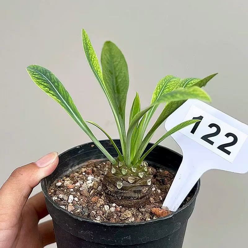 Euphorbia bupleurifolia Jacq. - Image 3