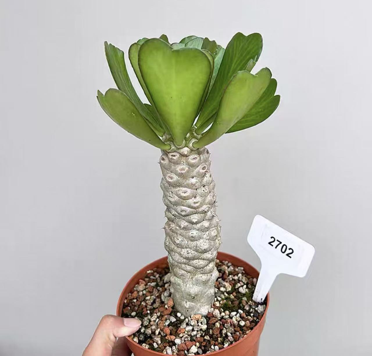 Euphorbia poissonii - Image 2