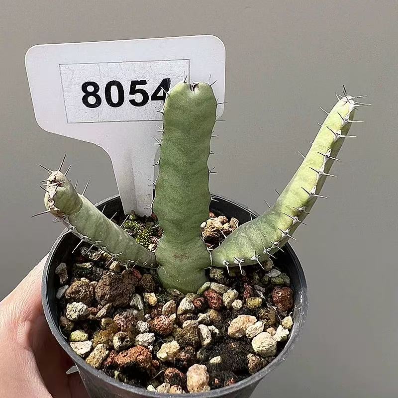 Euphorbia opuntioides - Image 3