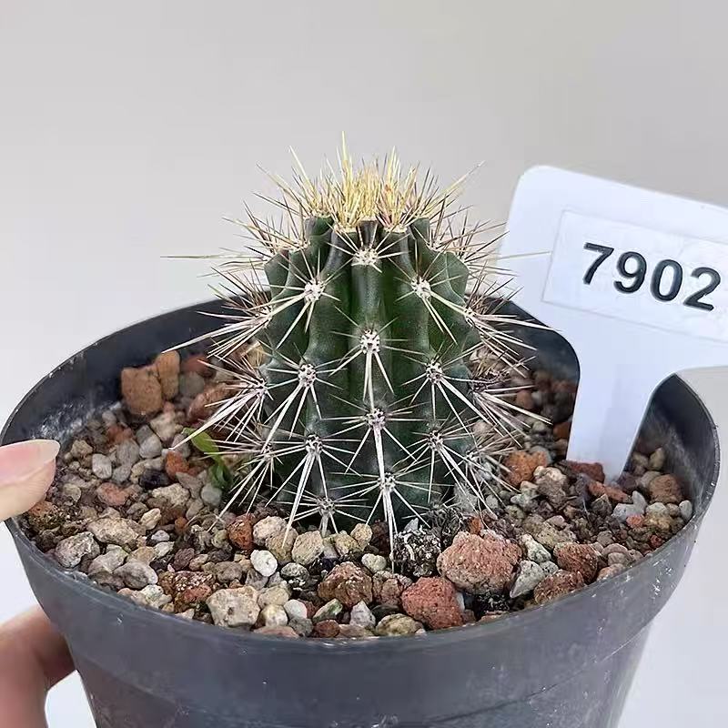 Machaerocereus eruca - Image 4