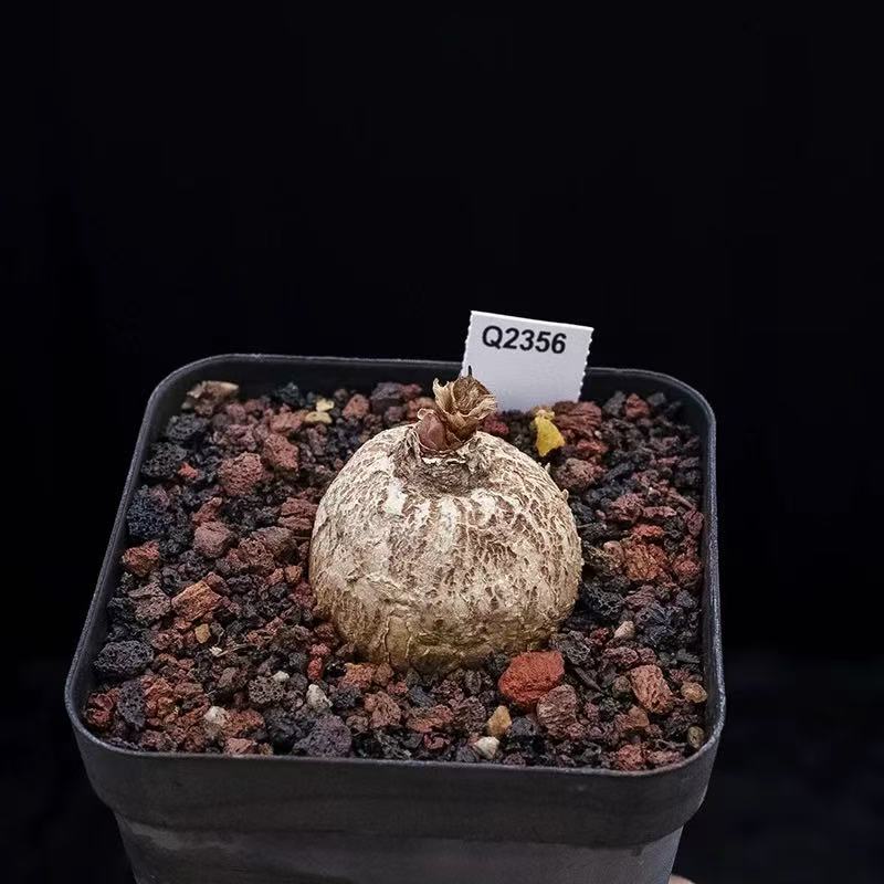 Euphorbia rapulum - Image 3