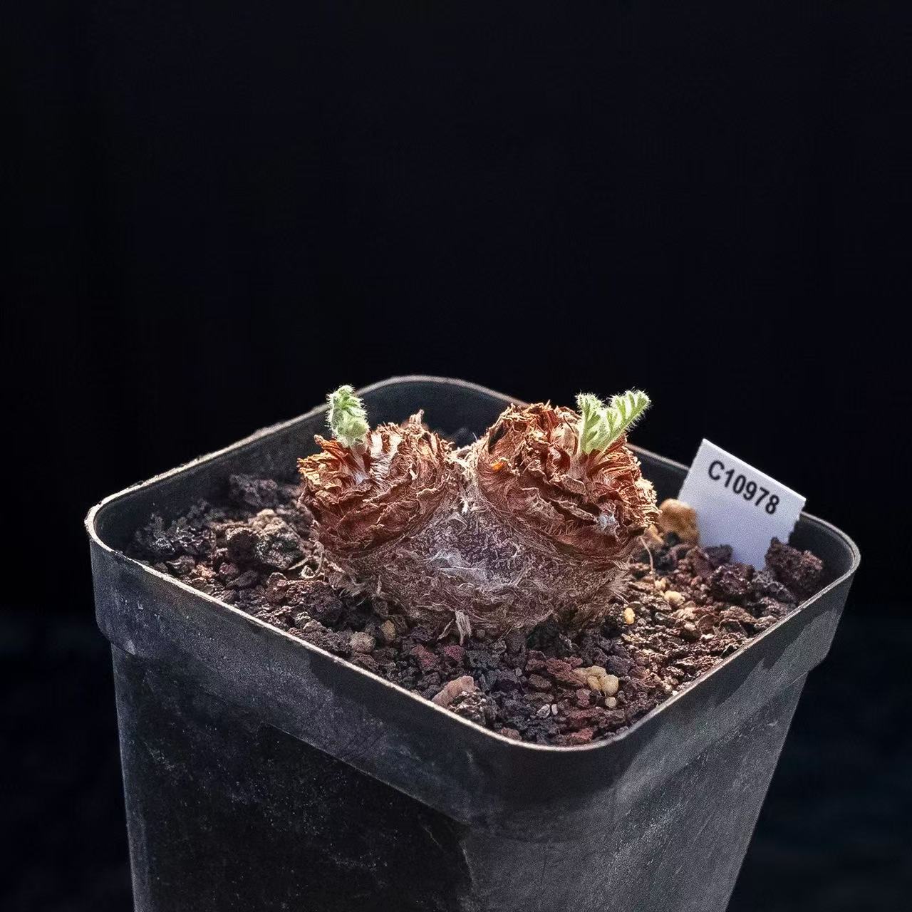 Pelargonium Triste - Image 2