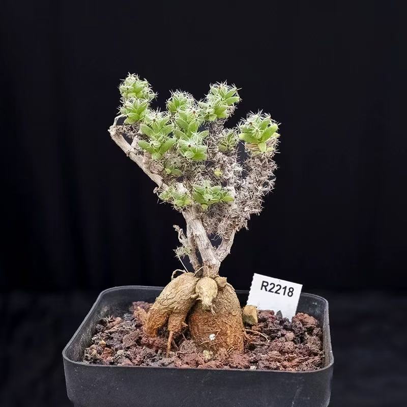 Trichodiadema bulbosum - Image 3