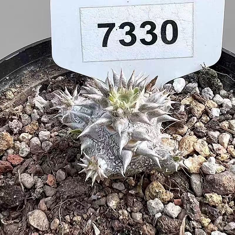 Pachypodium brevicaule × densiflorum - Image 3