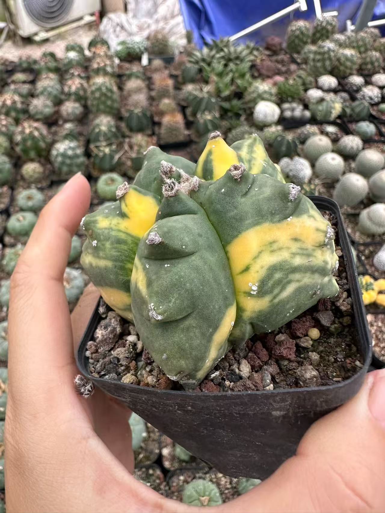 Astrophytum Myriostigma Kikko