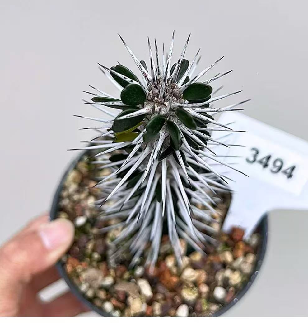 Alluaudia montagnacii - Image 2