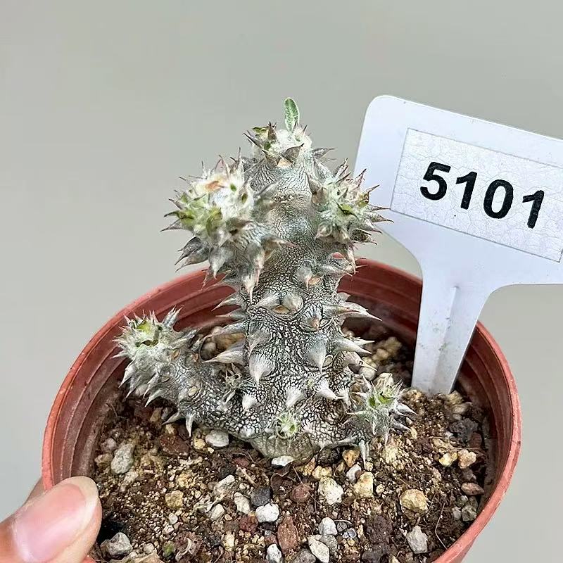 Pachypodium brevicaule × densiflorum - Image 2