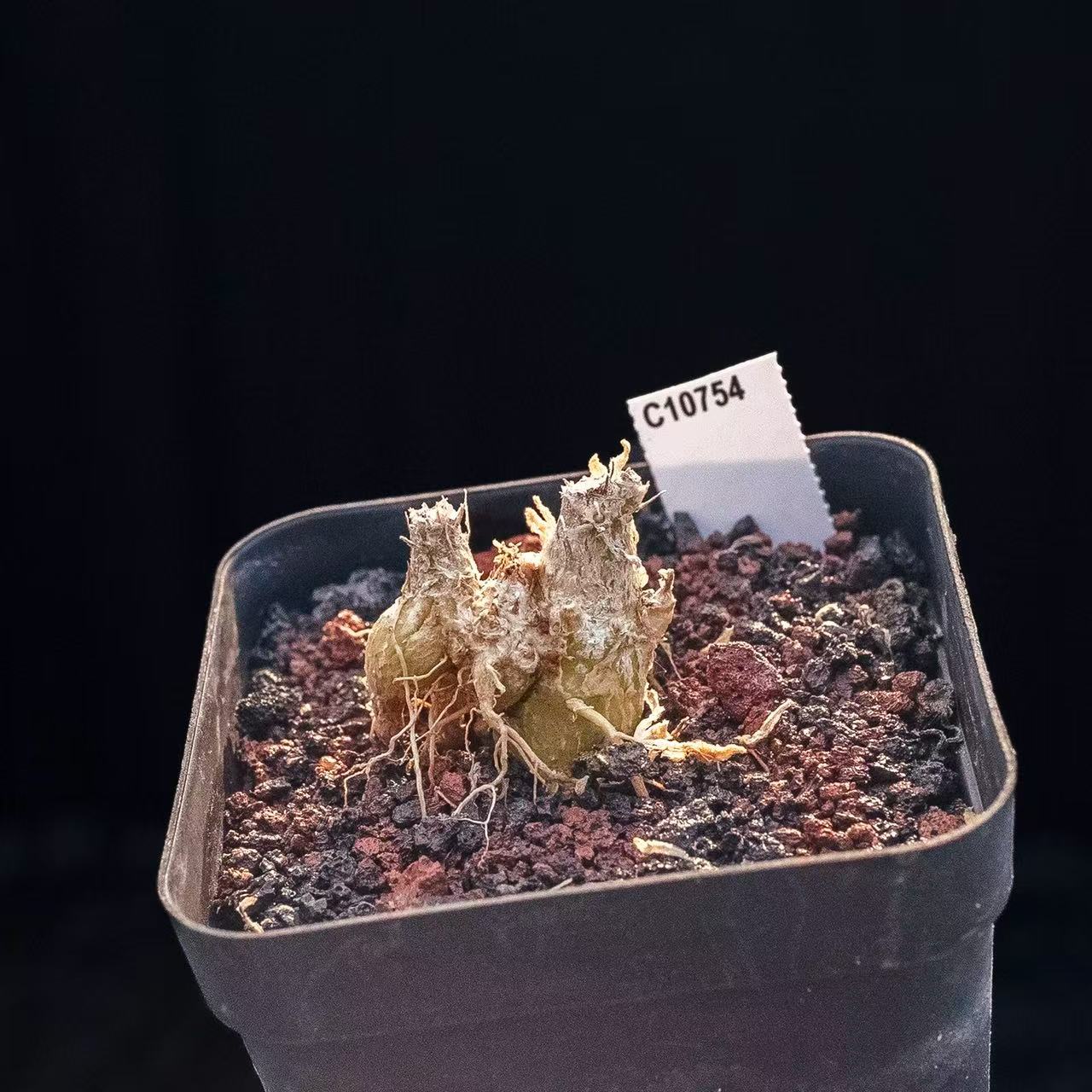 Phyllobolus resurgens - Image 2