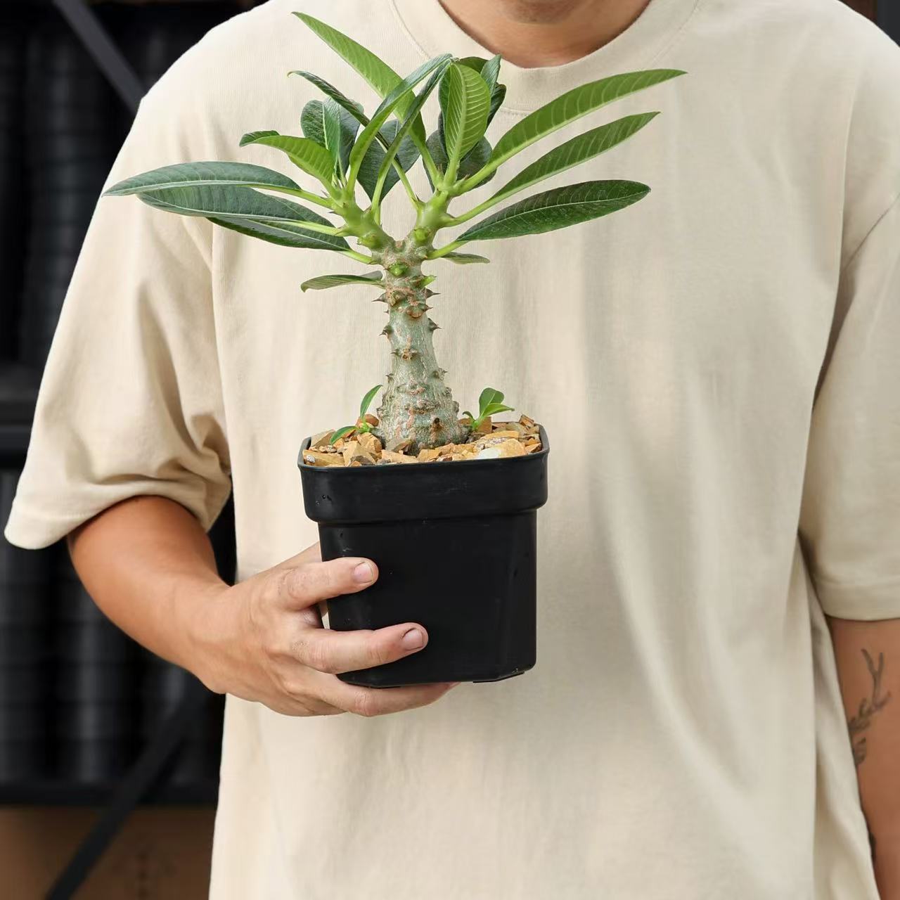 Pachypodium - Image 2