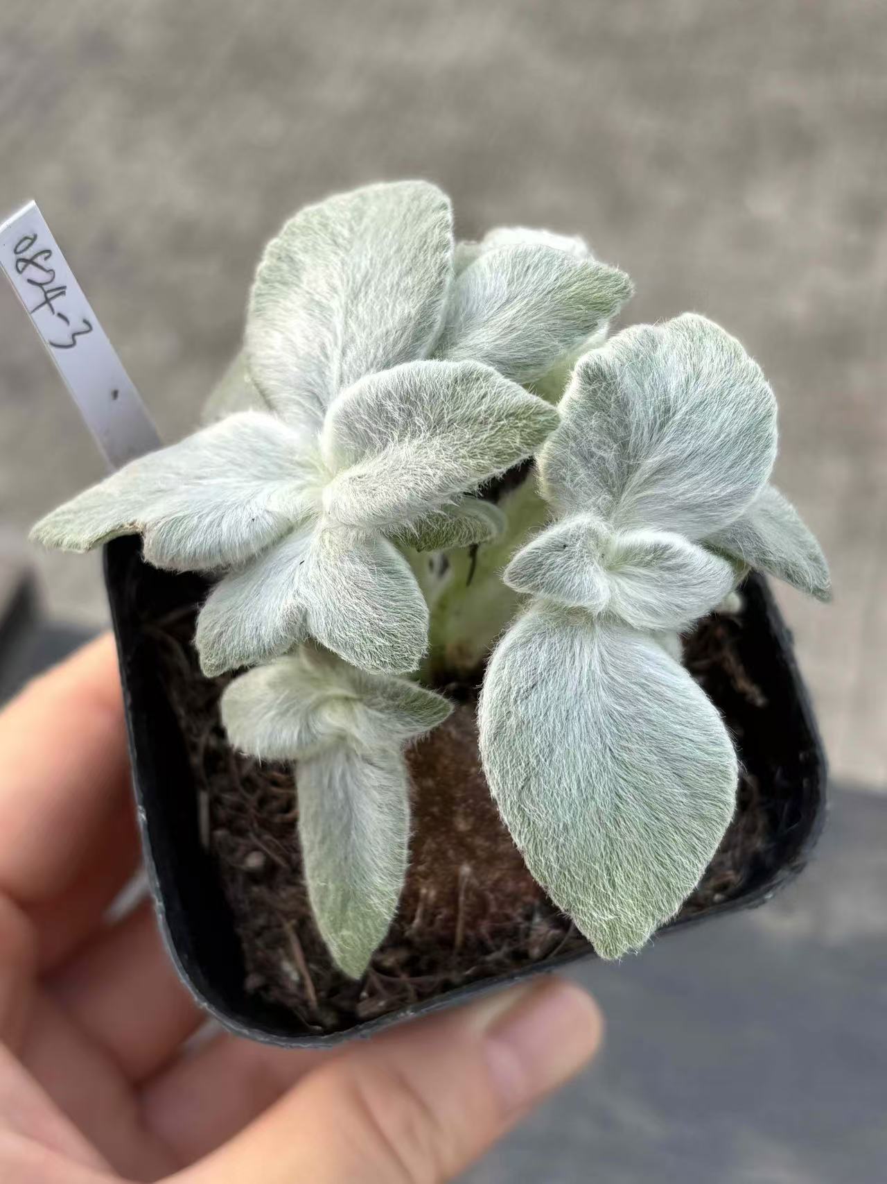 Sinningia leucotricha - Image 2