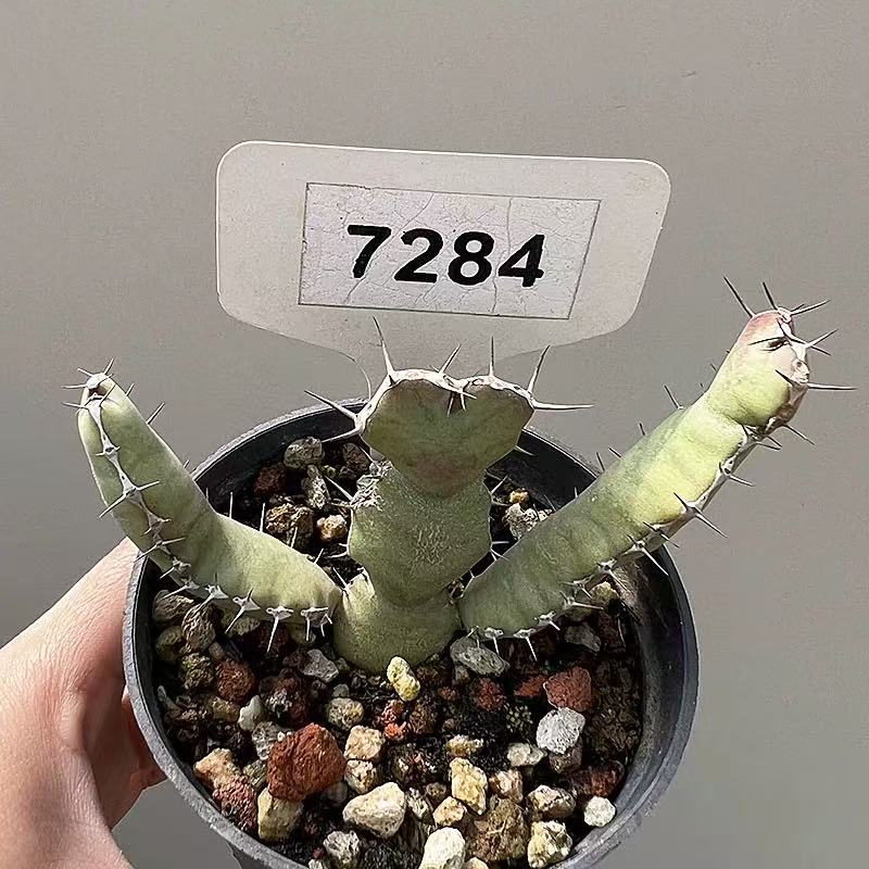 Euphorbia opuntioides - Image 4