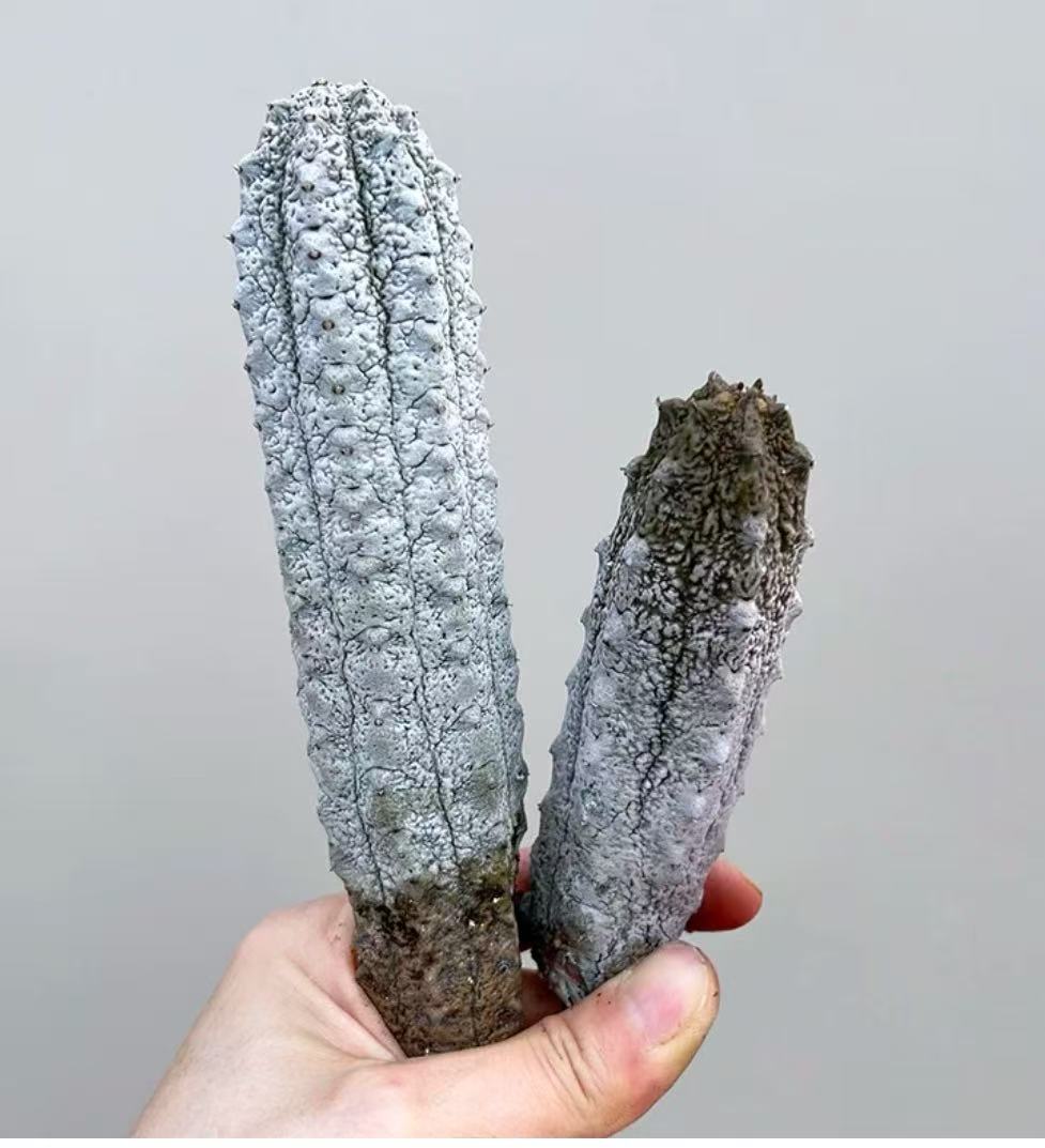 Euphorbia abdelkuri - Image 2