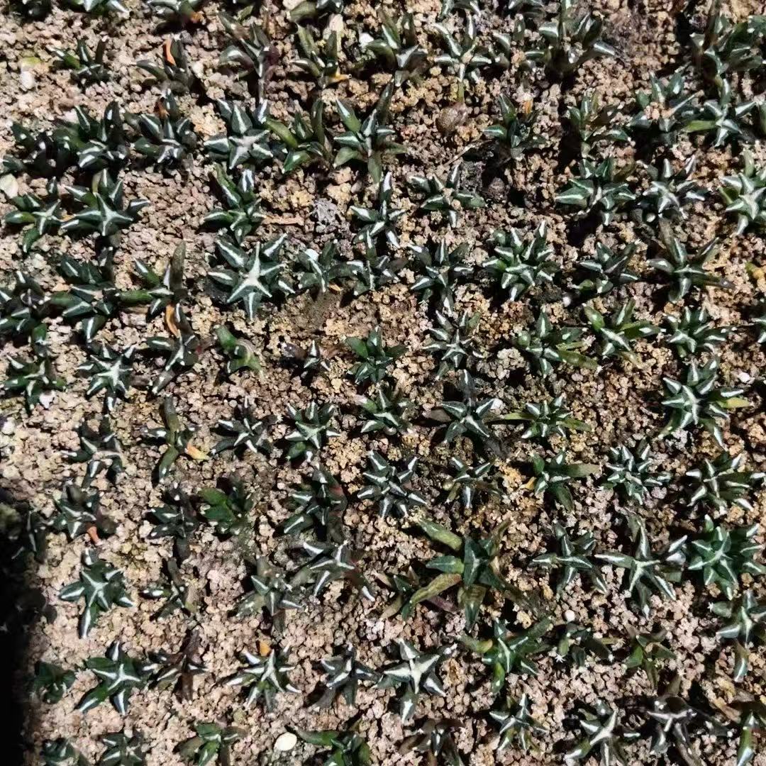 Ariocarpus kotschoubeyanus - Image 2