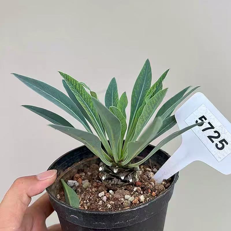 Euphorbia bupleurifolia Jacq. - Image 2