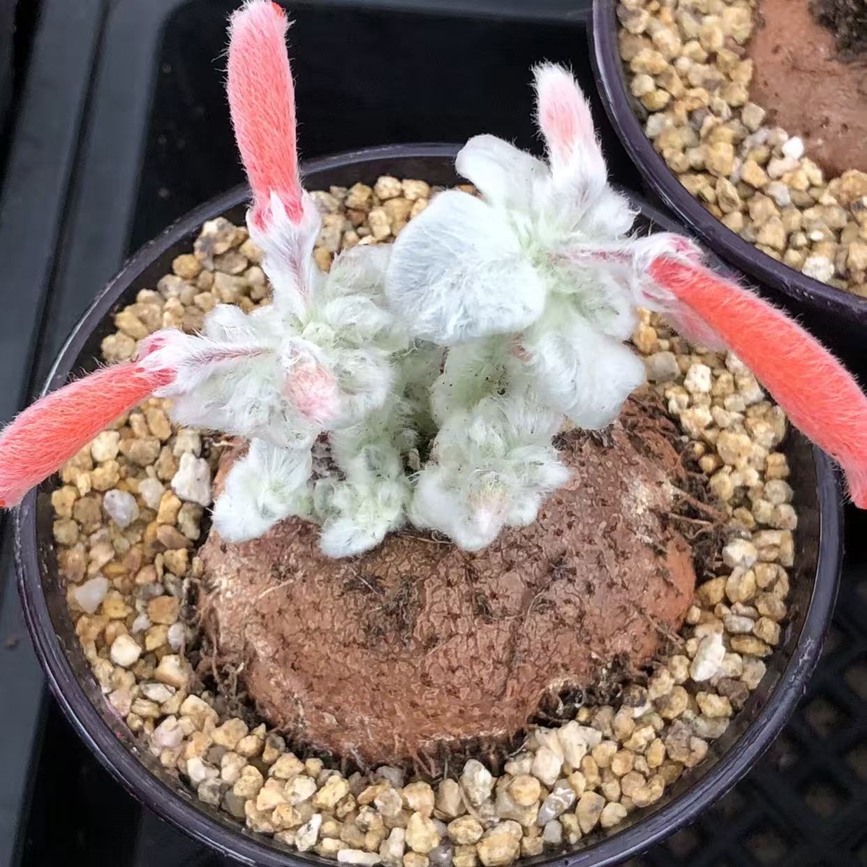 Sinningia leucotricha