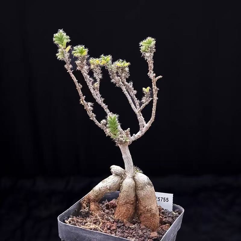 Trichodiadema bulbosum - Image 2