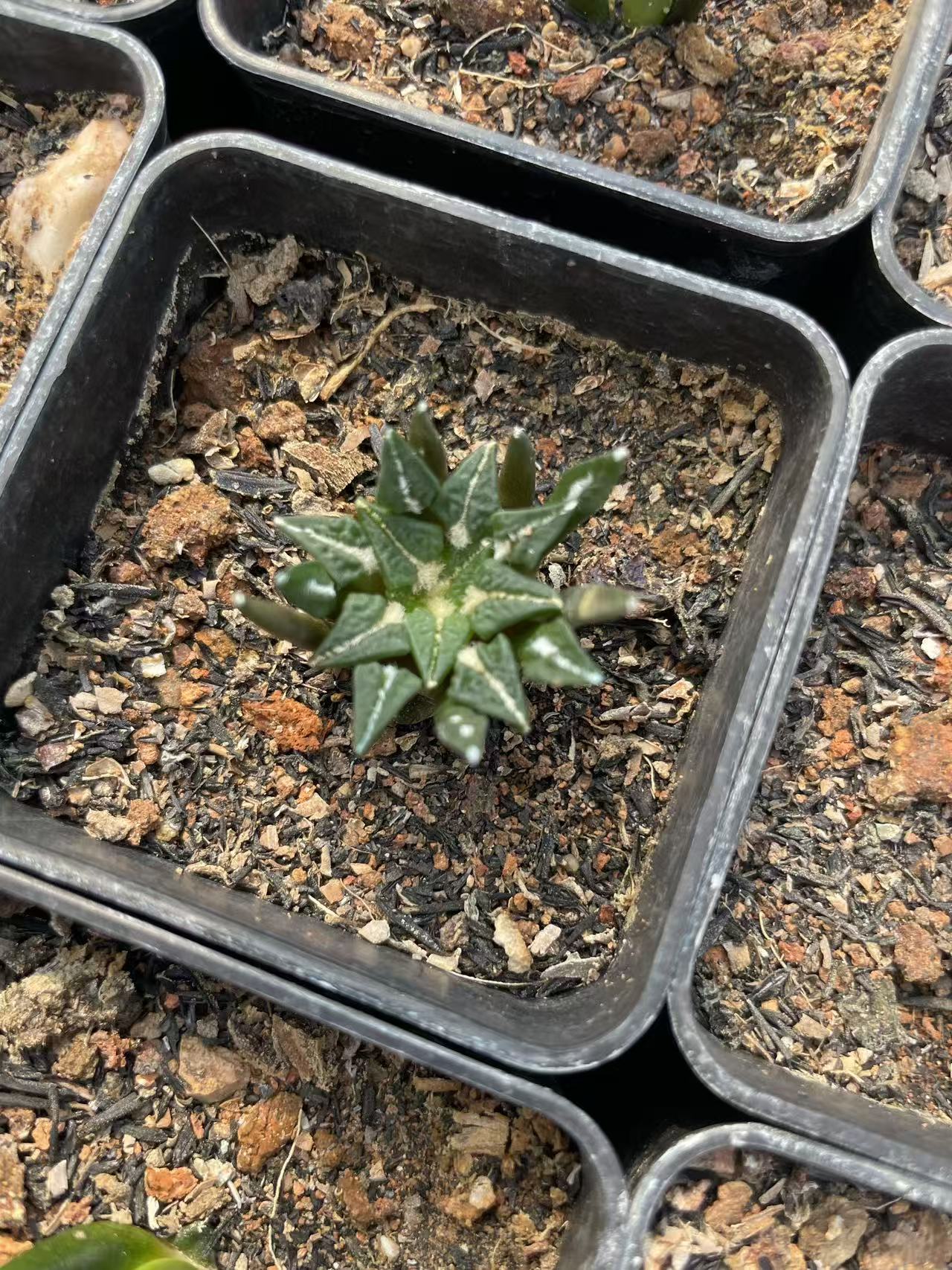 Ariocarpus kotschoubeyanus