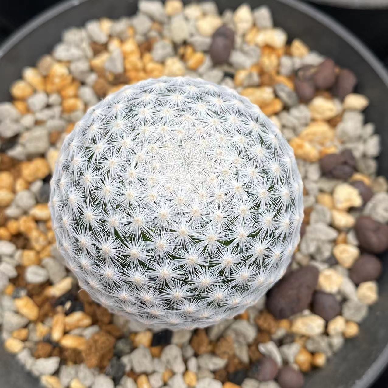 Mammillaria herrerae Werderm. - Image 2