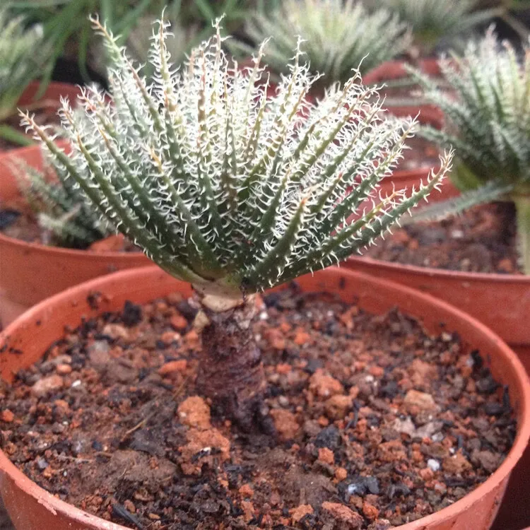 Aloe Haworthioides Baker