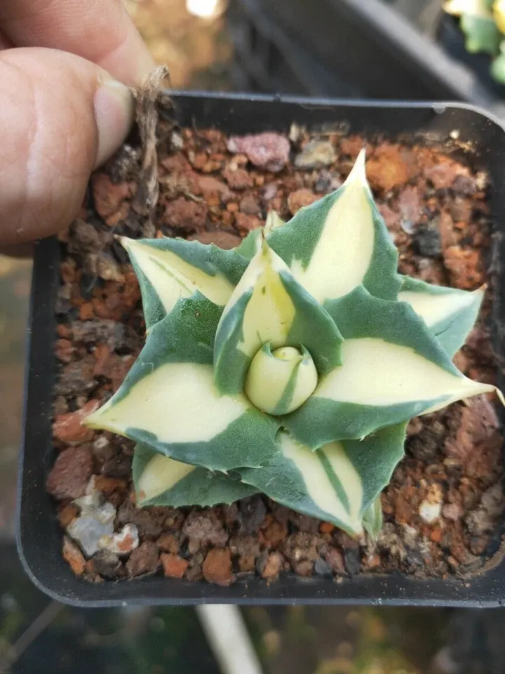 Agave Potatorum Var. Verschaffeltii - Image 4