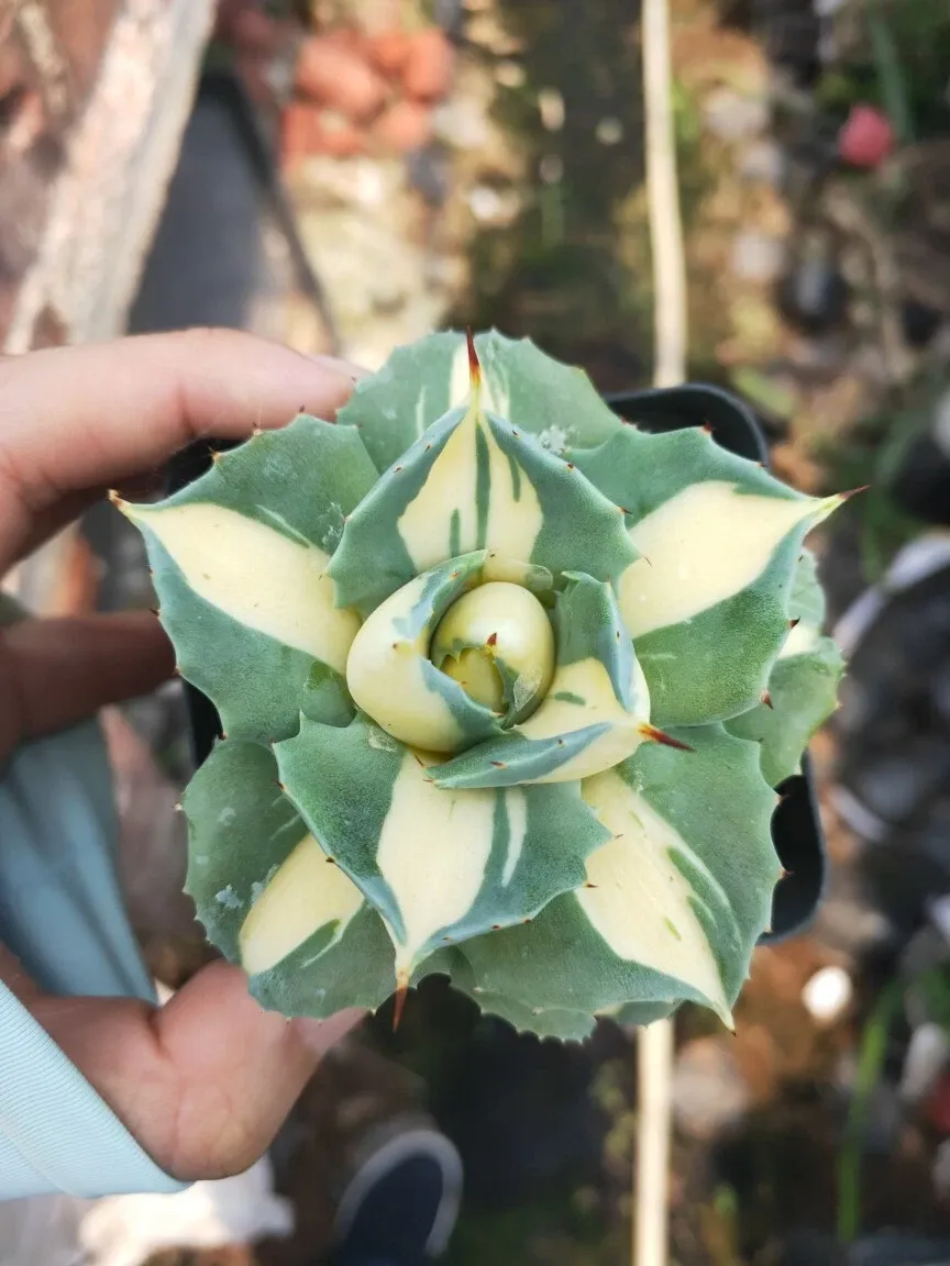 Agave Potatorum Var. Verschaffeltii - Image 5