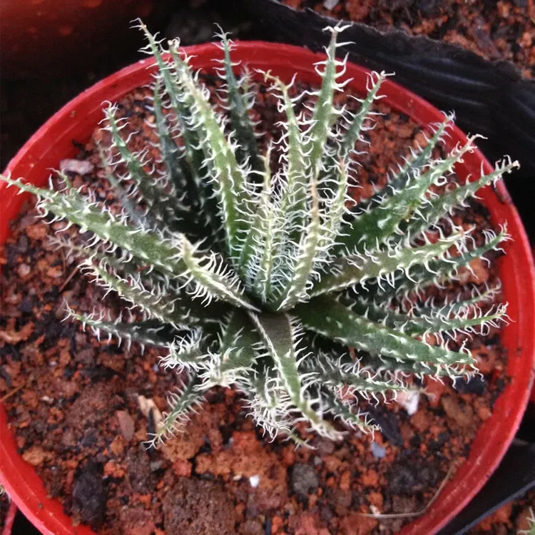 Aloe Haworthioides Baker - Image 7