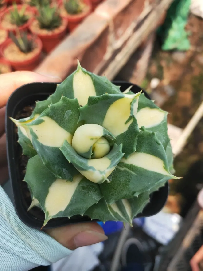 Agave Potatorum Var. Verschaffeltii - Image 6