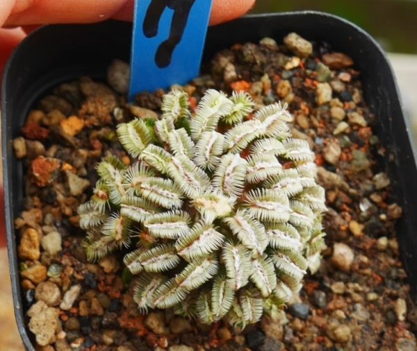 Mammillaria bertholdii