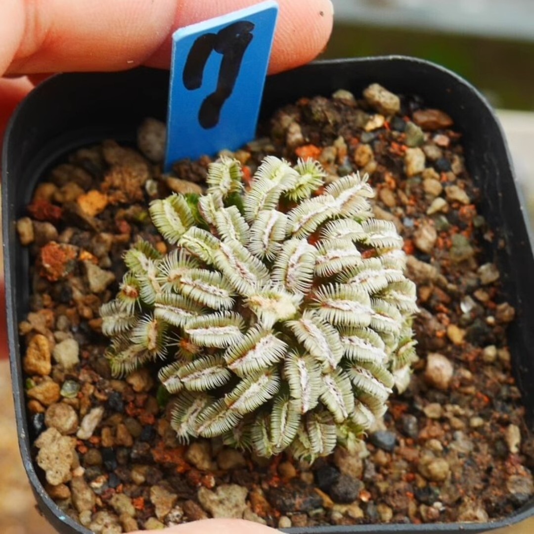 Mammillaria bertholdii