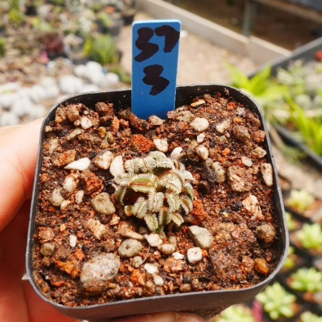 Mammillaria bertholdii - Image 5