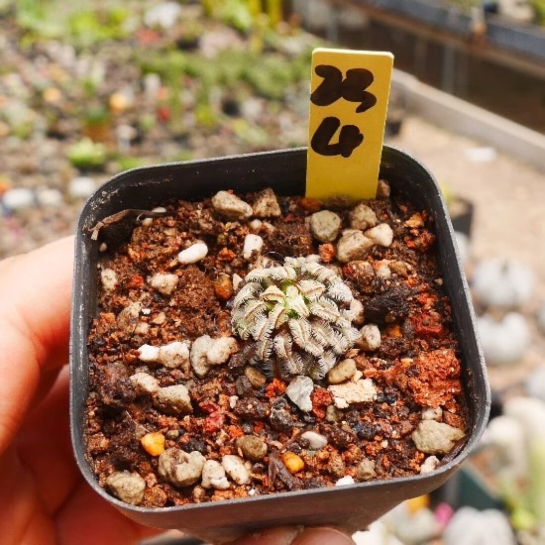 Mammillaria bertholdii - Image 4