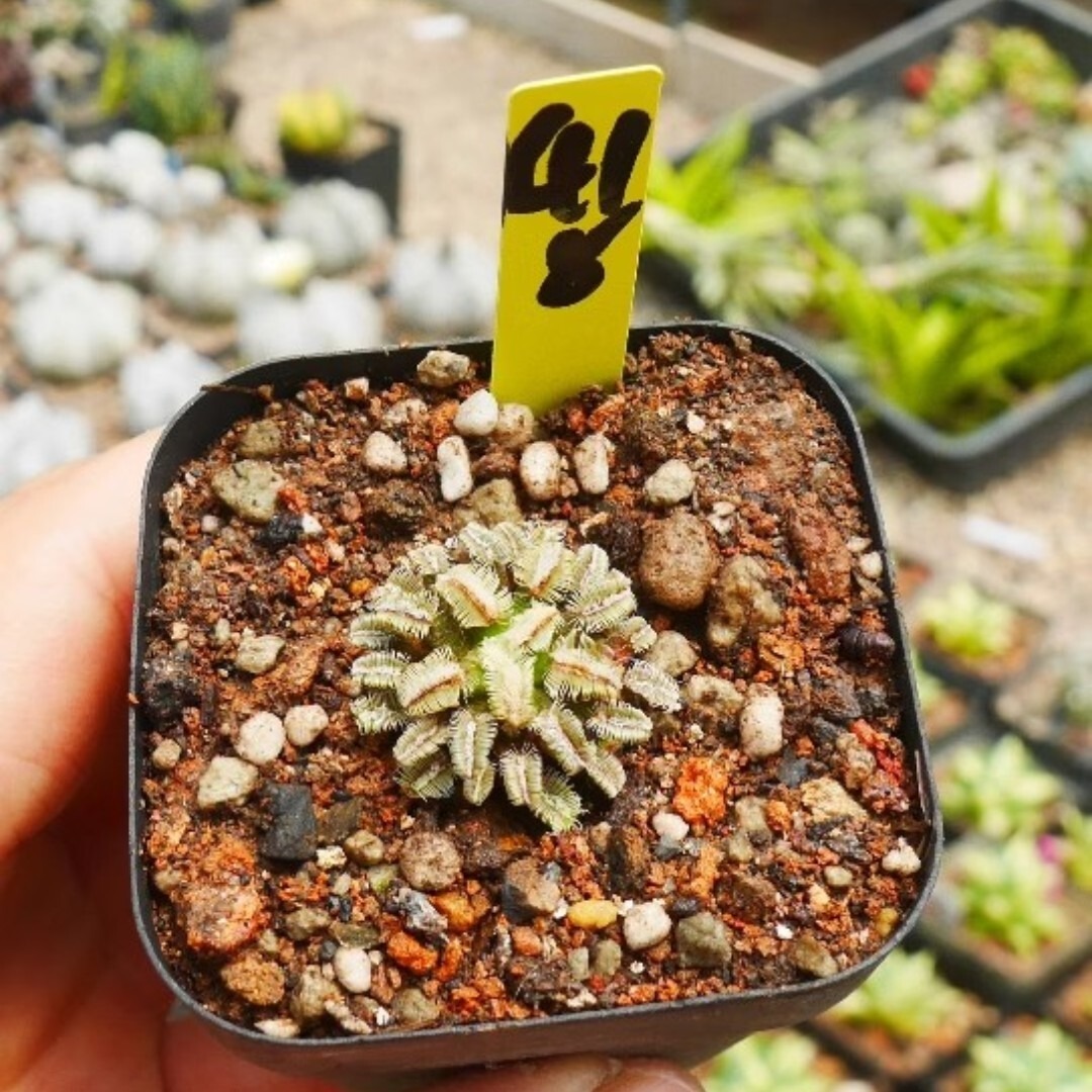 Mammillaria bertholdii - Image 3