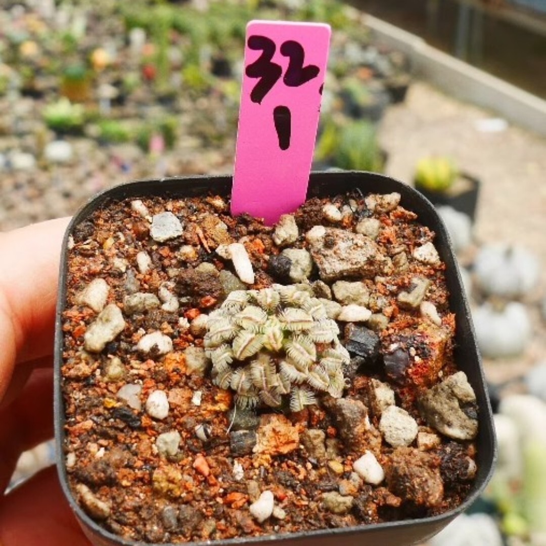 Mammillaria bertholdii - Image 2