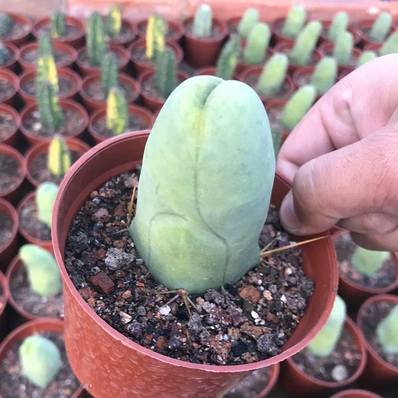 Eulychnia Castanea - Image 2