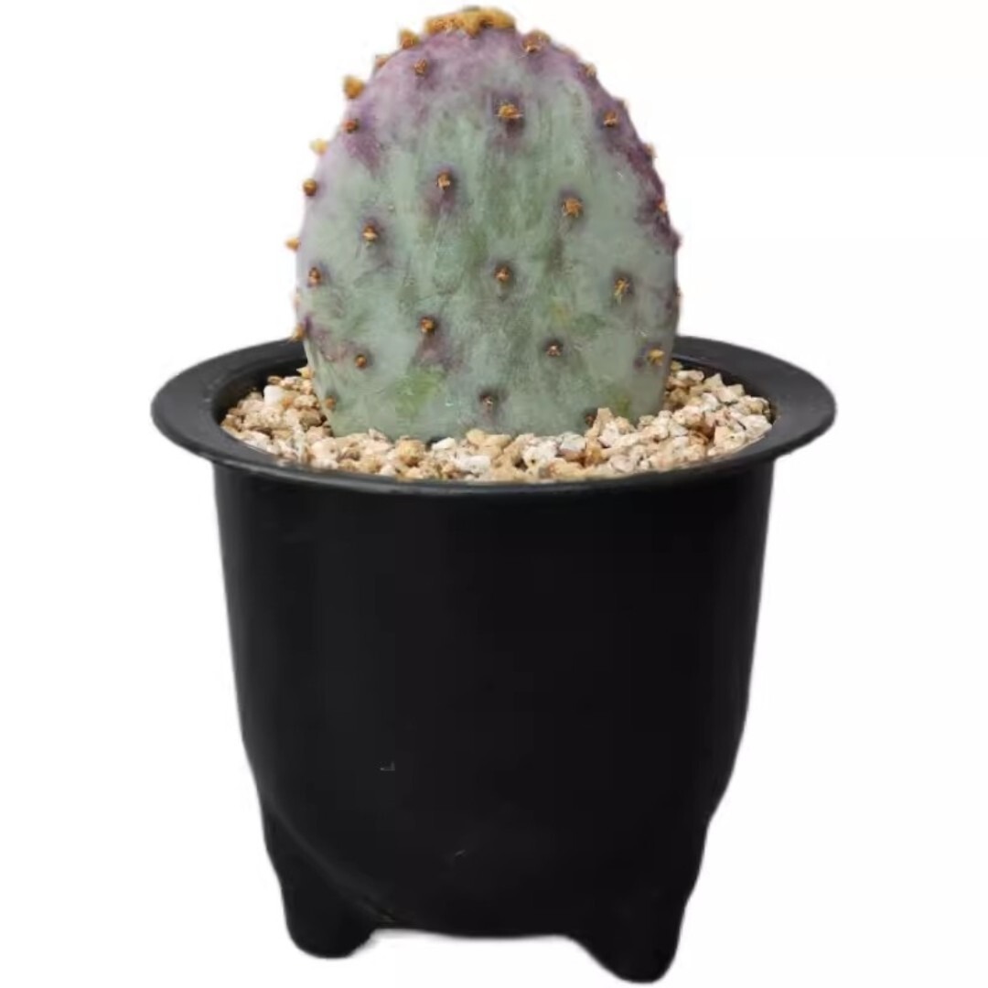 Opuntia santa-rita - Image 4