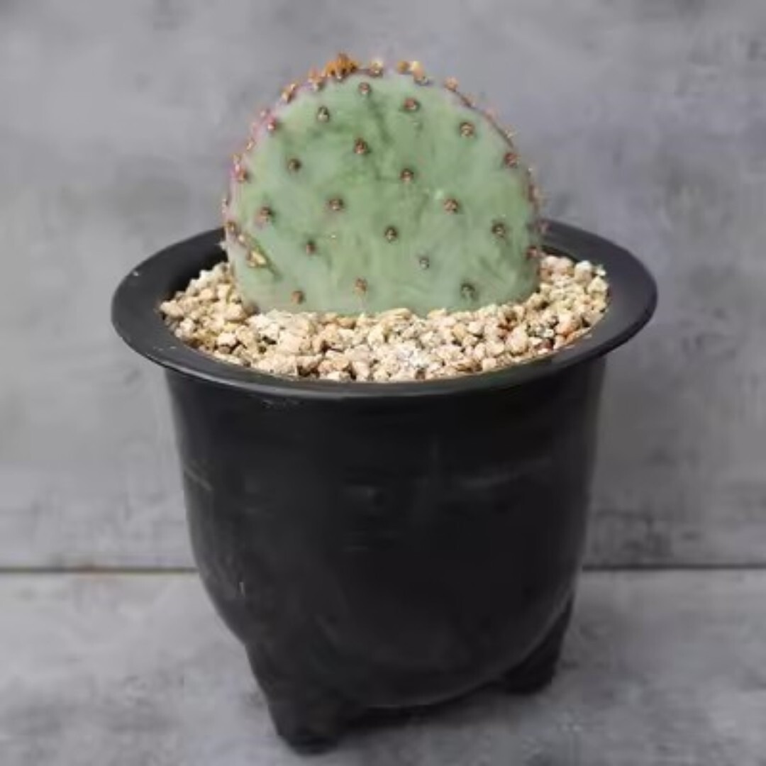 Opuntia santa-rita - Image 3