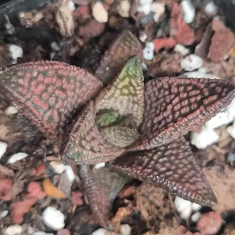 Haworthia Marble Queen