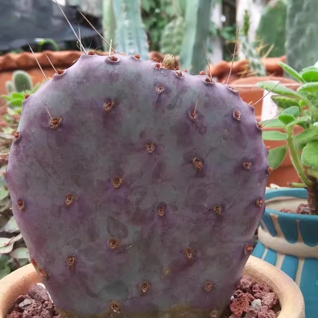 Opuntia santa-rita - Image 2