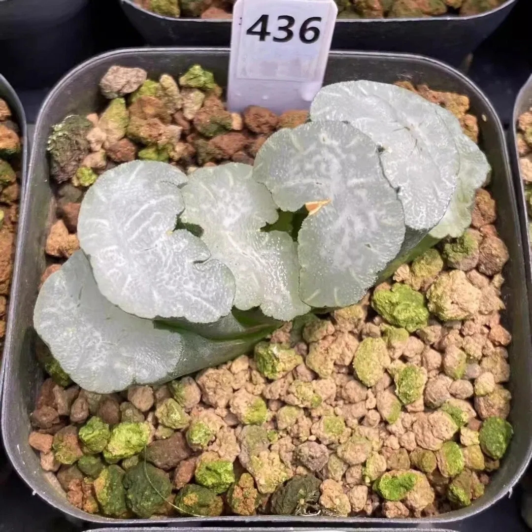 Haworthia Truncata White Bear - Image 6