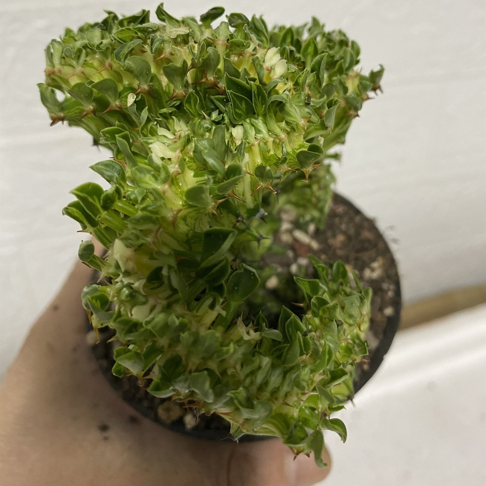 Euphorbia Neriifolia var. Cristata - Image 3