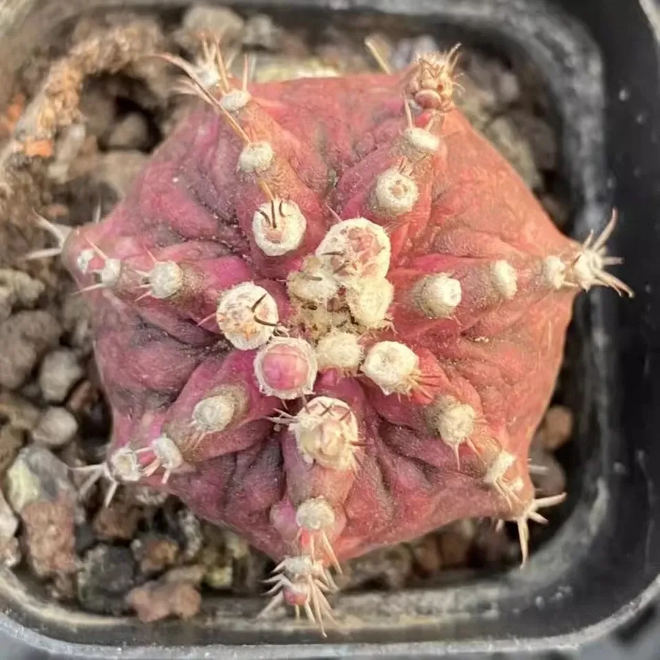 Echinocereus Maritimus - Image 7