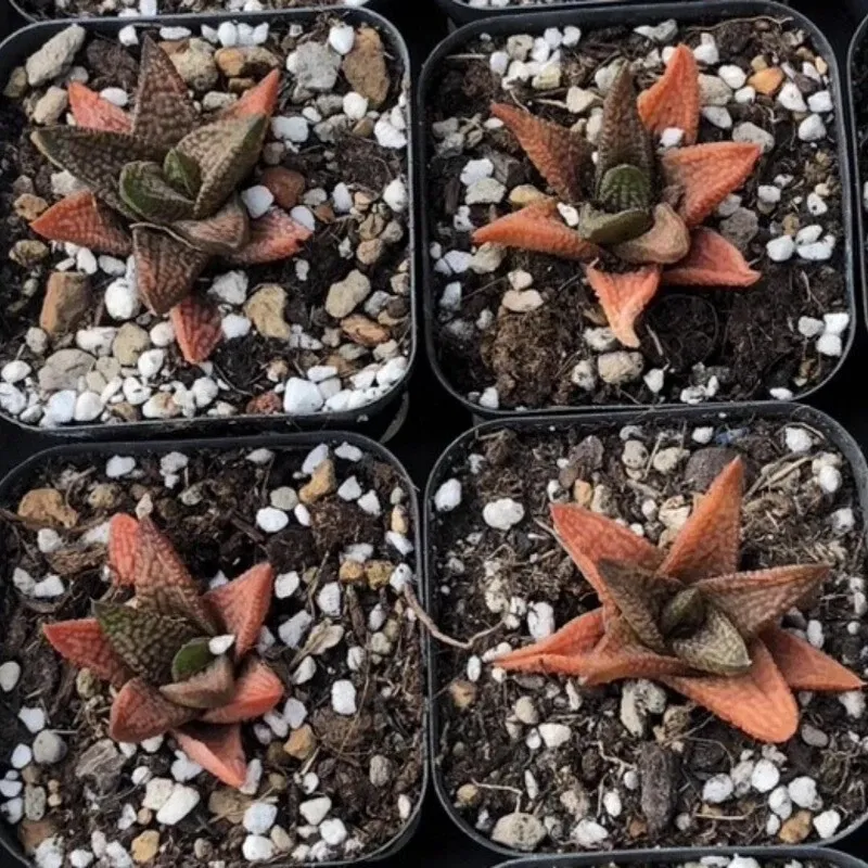 Haworthia Marble Queen - Image 8