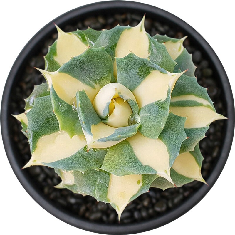 Agave Potatorum Var. Verschaffeltii - Image 7