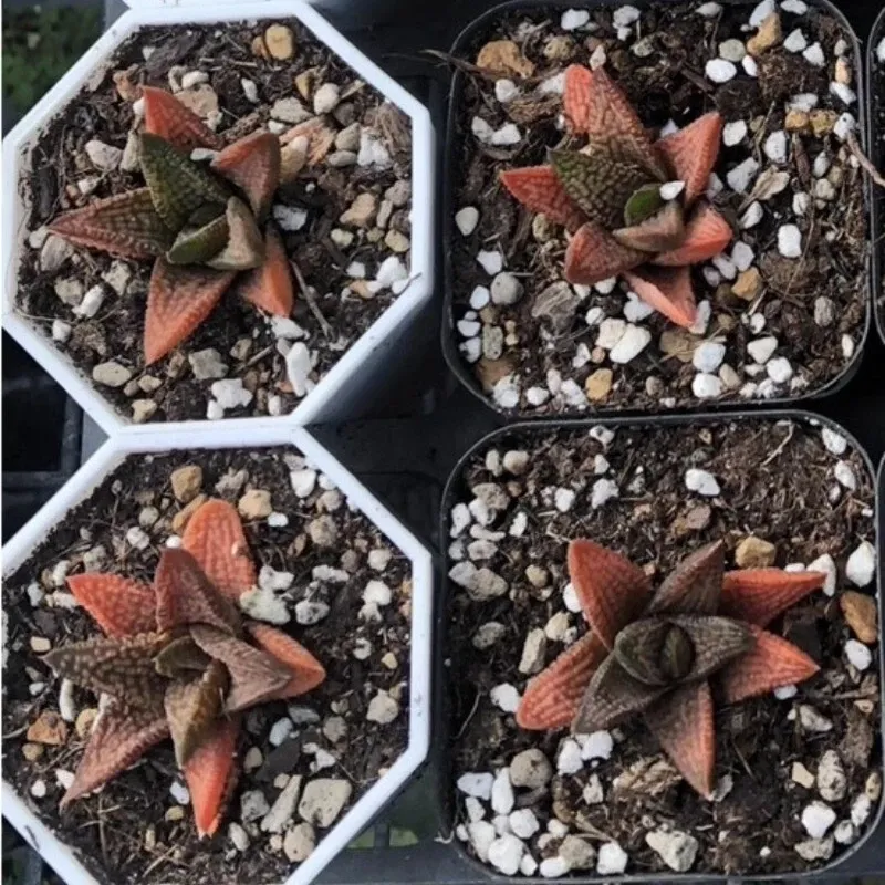 Haworthia Marble Queen - Image 7