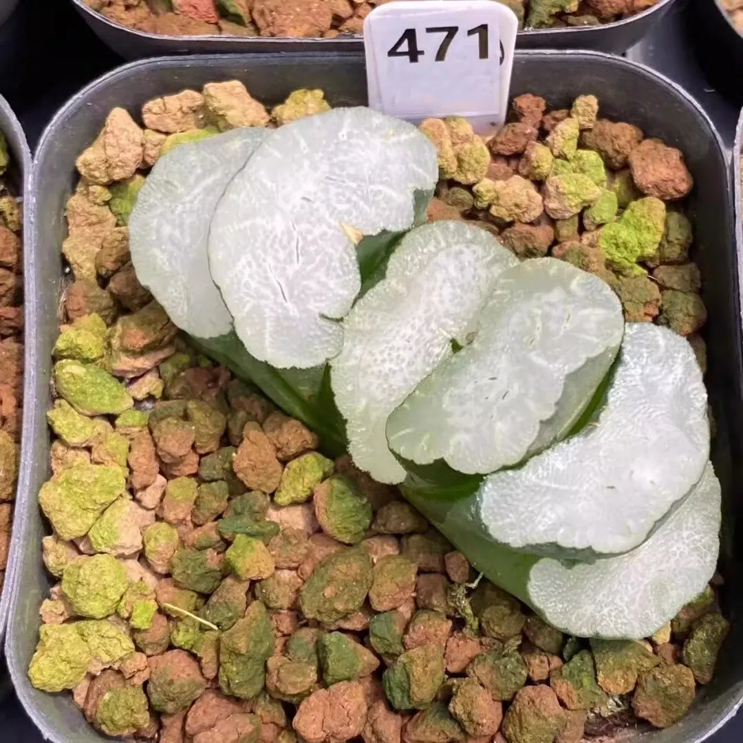 Haworthia Truncata White Bear - Image 5