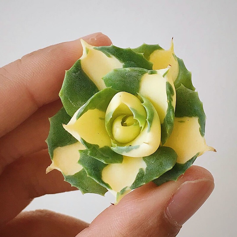 Agave Potatorum Var. Verschaffeltii - Image 8